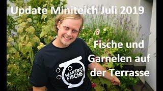 Perlhuhnbärblinge und Garnelen auf der Terrasse - Update Miniteich