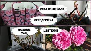 Роза из коробки. Передержка, уход, цветение.