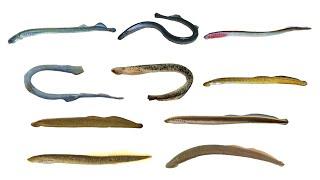 Species of Lampreys Part 1