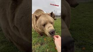 Brown Bear Entertainment! #animalsofyoutube #dangerousanimals #animals