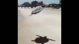 Flying turtle meme (flying turtle life could be a dream) (flying turtle)