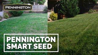 Grass Seed for Lawn Care | Pennington Smart Seed - Real Intelligent Turf