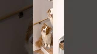 寝る時間になると階段で待ってる犬達が可愛いすぎる【ボーダーコリー・オーストラリアンシェパード】#shorts