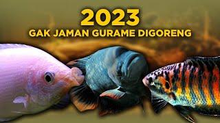 7 IKAN GURAME INI DILARANG DIGORENG, SOALNYA CAKEP SEMUA!