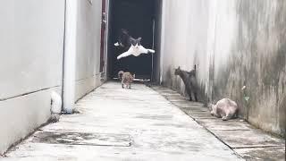 Agile Feline Runs and Jumps Over Group of Cats - 988915