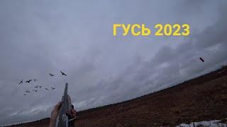 ГУСИ НАД БОЛОТОМ! ОХОТА НА СЕВЕРЕ 2023. (ЧАСТЬ 1)#охота#гуси#весна