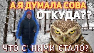 А я думала сова - ОТКУДА Мем? Кем была героиня мема?