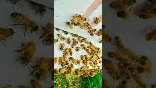 #butifulbee # video ️️️️