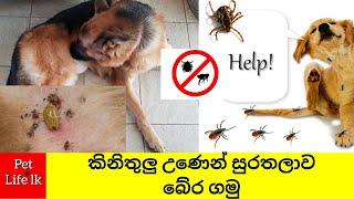 Tick fever Sinhala | කිනිතුලු උණෙන් සුරතලාව පරිස්සම් කරගන්නේ කොහොමද?tick fever treat - Pet Life lk