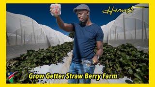 Grow Getter Straw berry Farm Omeya