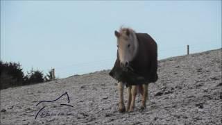 Hesteyri Horses ~ Bleak Midwinter