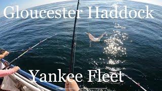 Yankee Fleet Haddock