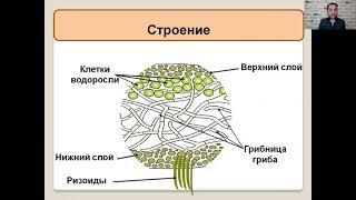Лишайники   5 класс