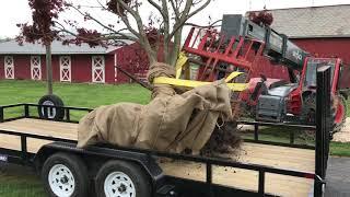 Tree Transplant with Andy Freeman