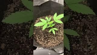 Check out the grow^ New grower tips appreciated #horticulture #howtogrow #howtogrow #seedtoharvest