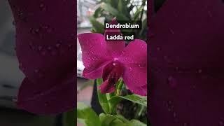 dendrobium ladda red #orchidplant #orchids #dendrobium #flowers #orchidboutique@geethasanil9912