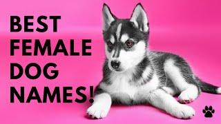  Best Female Dog Names  46 BEST  CUTE Names Ideas | Names