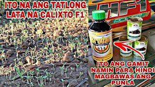 PUNLANG CALIXTO F1 || TIPS PARA HINDI MAGBAWAS ANG PUNLANG TALONG