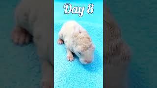 animal Growth - Baby rabbit growing up time lapse