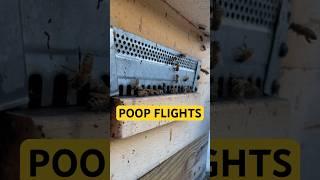 What do BEES do on a warm winter day? #beebarn #beekeeping #bees