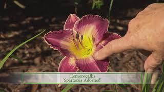 Daylilies: home garden of so many colors | Volunteer Gardener