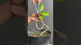 Making Beautiful Tree Movements