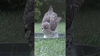 This hawk knows how to get clean