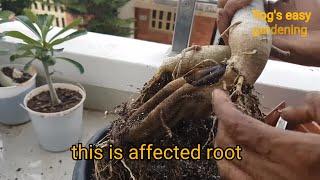 how to solve ADENIUM root rot problem in monsoon ? an easy solution? in 4k