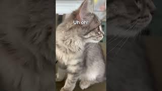 #siberiancat #babycat #babypet #cute #cutecat #kitty #cutebabypets #funny #cutebabyanimals