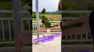 Традиционное утро с Леликом, волшебный как  и наша деревня сверху
