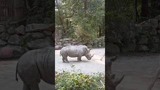 Rare facts about rhinoceros. See description. #rhino #education #didyouknow #funfacts #shorts #short