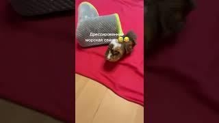Степан очень умная морская свинка #морскаясвинка #guineapig #pets