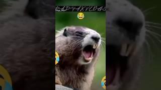 PETS FUNNY VIDEOS