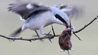 Great Grey SHRIKE bird with a prey