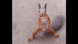 DANCING SQUIRREL