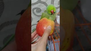 Cute Parrot Not Eating #4063 #beauty #viral