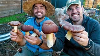 I Harvested My First Mushrooms At The Homestead! 