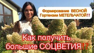 ‼️ФОРМИРОВАНИЕ ГОРТЕНЗИИ МЕТЕЛЬЧАТОЙ. Как добиться больших соцветий⁉️ Показала все и нарисовала