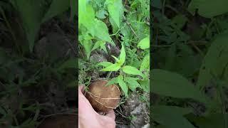 Большой гриб #shortvideo ##грибы #видео #shorts #video #viral #viralvideo #youtubeshorts #tiktok #i