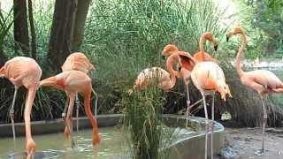 Flamingos eating and chatting over dinner