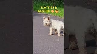 Scotties & Westie Terriers enjoying more of Bee Gees       -  #shortsfeed