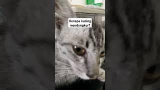 Suara Kucing ngorok 