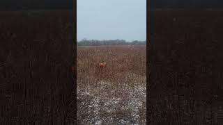 Gun walk for ditch chickens