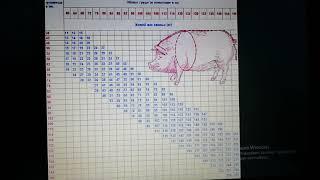 Таблица определения живой массы поросёнка