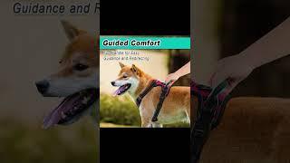 Are you looking for a perfect No Pull Dog Harness?