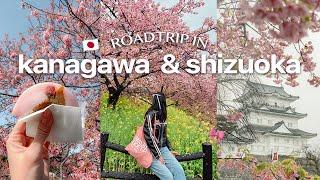 5 days in kanagawa and shizuoka (2 hrs from tokyo!) 