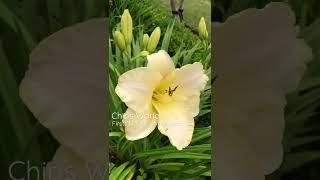 First Day Lily blowing in the wind #daylily #lily #gardenlife #garden #windy #flowers