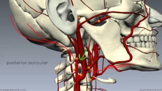 External Carotid Branches - 3D Anatomy Tutorial