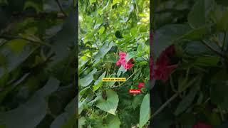 khukurdaga daspur#instrumental #indiandrillbeat #music #indiandrilltype #flute #automobile #beats