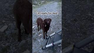 My dog’s ready for bed! #campingdog #chesapeake